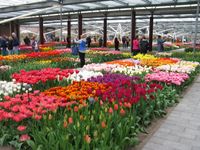 Bilder vom Keukenhof (12)