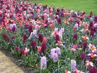 Bilder vom Keukenhof (2)