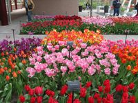 Bilder vom Keukenhof (3)