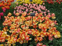 Bilder vom Keukenhof (4)