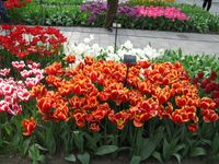 Bilder vom Keukenhof (6)