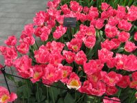 Bilder vom Keukenhof (7)