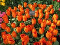 Bilder vom Keukenhof (8)